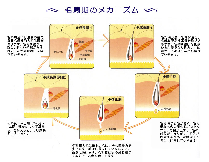 名古屋市天白区にあるメンズ脱毛ライズの毛周期の説明